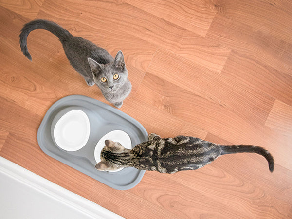 Two cats on a wooden floor by a WeatherTech Double Compact Pet Feeding System; one gray cat looks up while the tabby eats or drinks from the ergonomic WeatherTech bowls.