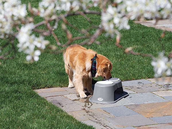 A golden retriever drinks water from the WeatherTech Double Elevated Pet Feeding System by Weathertech on a stone patio, with green grass and white flowering tree branches in the background.