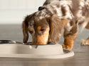 A brown and white dachshund enjoys a meal from the WeatherTech Double Compact Pet Feeding System by Weathertech, an ergonomic, space-saving bowl setup placed on a wooden floor.