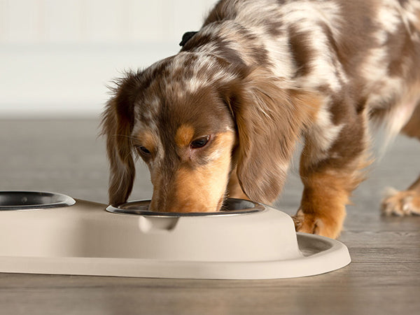 A brown and white dappled dachshund enjoys a meal from the WeatherTech Double Compact Pet Feeding System by Weathertech, an ergonomic and space-saving feeder, while sitting on a wooden floor.