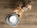 A brown and white dachshund stands on a wooden floor beside an empty WeatherTech Single Compact Pet Feeding System by WeatherTech, which is placed on a gray mat, looking up at the camera.