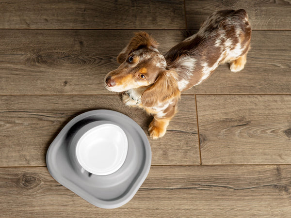 A brown and white dachshund stands on a wooden floor beside an empty WeatherTech Single Compact Pet Feeding System by WeatherTech, which is placed on a gray mat, looking up at the camera.