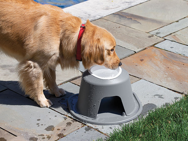 A golden retriever with a red collar drinks from a WeatherTech Single Elevated Pet Feeding System by Weathertech on a stone patio near grass, the spill-proof bowl held in an upside-down gray plastic container.