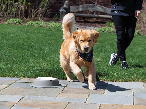 A golden retriever in a plaid bandana approaches the WeatherTech Single Compact Pet Feeding System on a stone patio, while a person in black clothing and sneakers walks by on the grassy lawn.