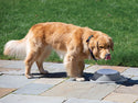 A golden retriever stands on a stone patio, licking its nose while looking at the WeatherTech Single Compact Pet Feeding System by Weathertech on the ground, with green grass in the background.