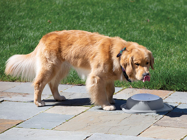 A golden retriever stands on a stone patio, licking its nose while looking at the WeatherTech Single Compact Pet Feeding System by Weathertech on the ground, with green grass in the background.