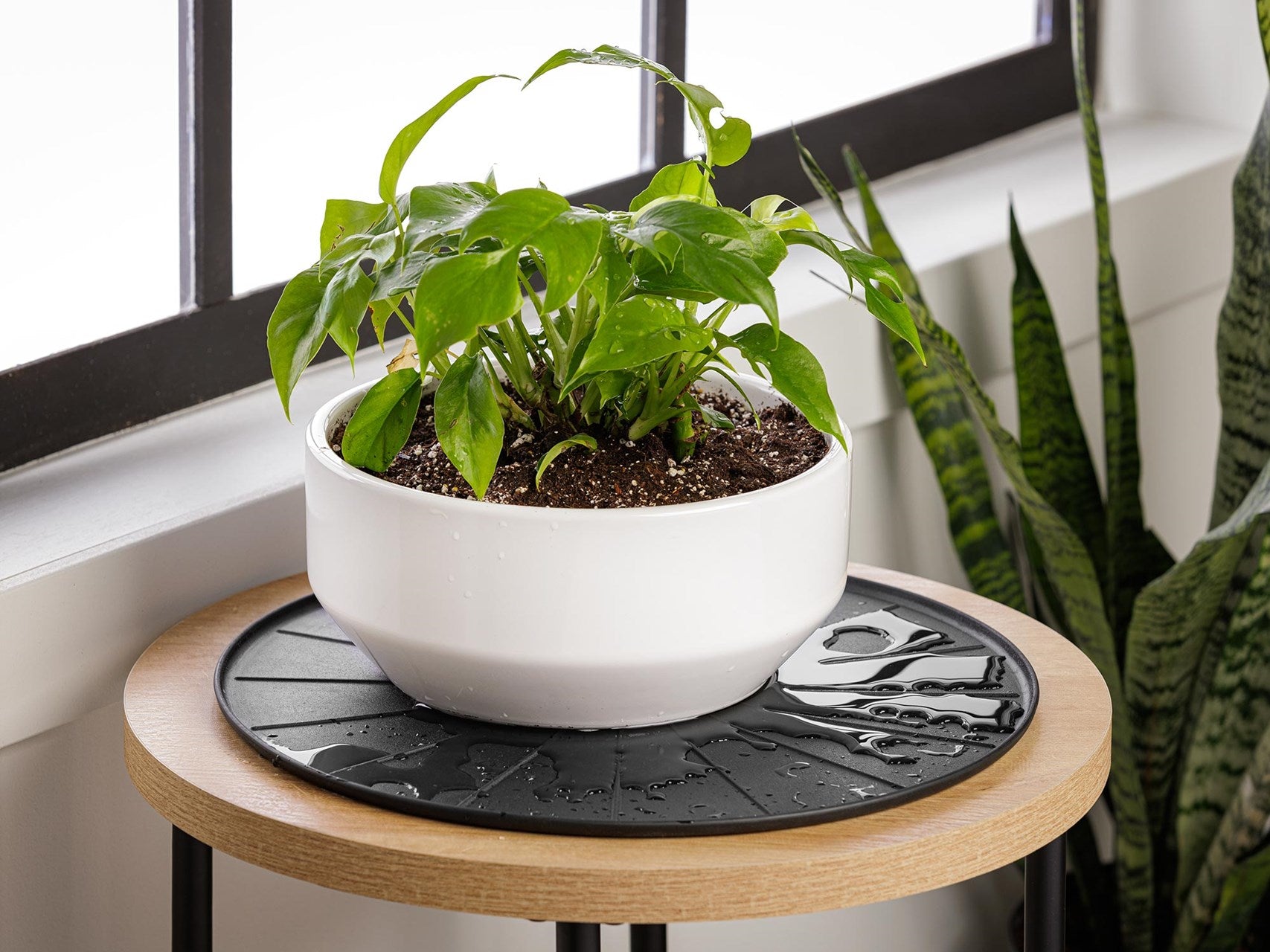 Plant Mat Coasters