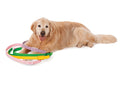 A Golden Retriever lies on a white background with its tongue out, next to four colorful WeatherTech Star Belts by Weathertech in pink, purple, green, and yellow.